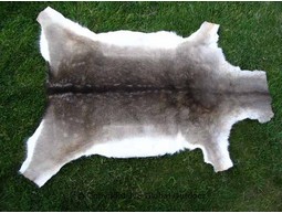 Fallow Deer Skin