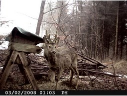Wild camera 8MP