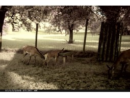 Wild camera 8MP