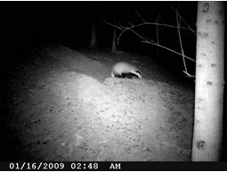Wild camera 8MP