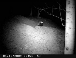 Wild camera 8MP