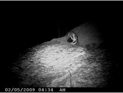Wild camera 8MP