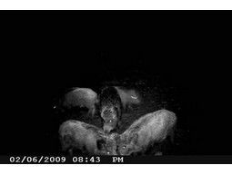Wild camera 8MP
