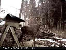 Wild camera 8MP