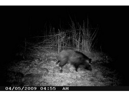 Wild camera 8MP