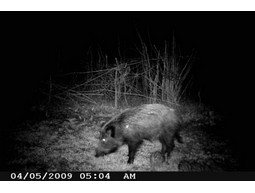 Wild camera 8MP