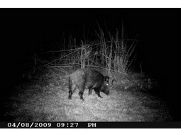 Wild camera 8MP