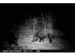 Wild camera 8MP