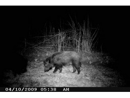 Wild camera 8MP