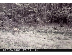 Wild camera 8MP