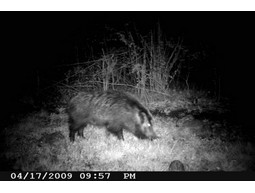 Wild camera 8MP