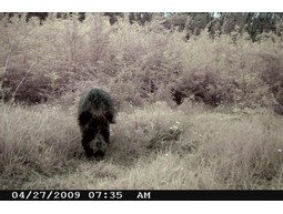 Wild camera 8MP