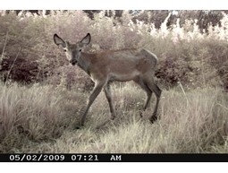 Wild camera 8MP