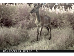 Wild camera 8MP
