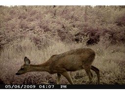 Wild camera 8MP