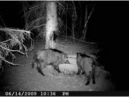 Wild camera 8MP