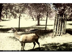 Wild camera 8MP