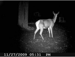Wild camera 8MP