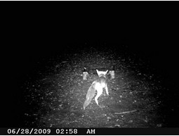 Wild camera 8MP