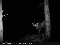 Wild camera 8MP
