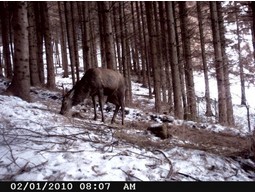 Wild camera 8MP
