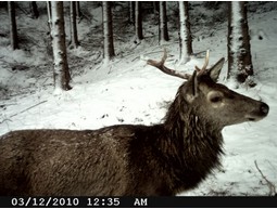 Wild camera 8MP