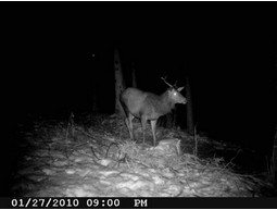 Wild camera 8MP
