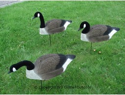 Flock of Canadian geese decoys Tailstock