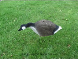 Canadian geese decoys