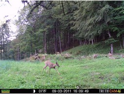 Wildcamera TRUTH Cam 46