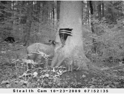 Hog feeder