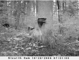 Hog feeder
