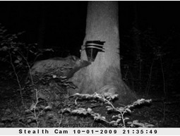 Hog feeder