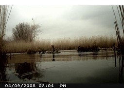 Wild camera 10MP