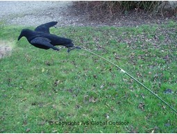 Flying crow decoy