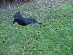 Flying crow decoy