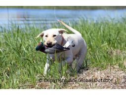 ASD Training Tool EZ-Bird Pheasant