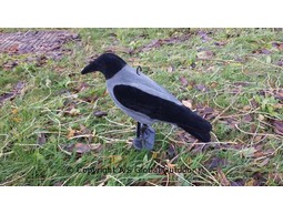 Hooded Crow decoy flocked 20 pieces including backpack