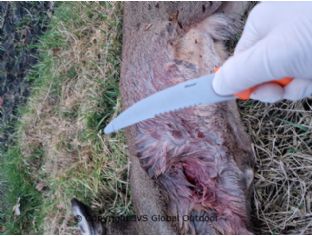 Blaser Professional gutting knife