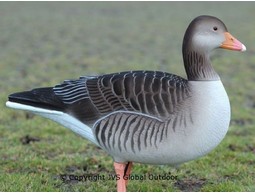 DKwai Greylag Goose decoy set 6 pieces full body