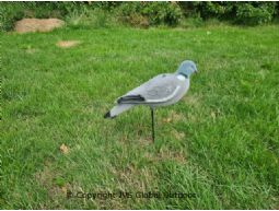 Pigeon decoy fully flocked 36cm per 10 units with pegs