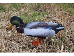 FUD Mallard (6 units)