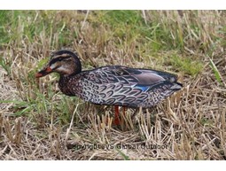 FUD Mallard (6 units)