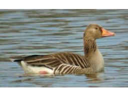 GREYLAG GOOSE caller 79