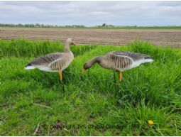 Greylag geese Flocked fullbody EVA 12stk