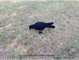 Crow feeding flock 39 cm