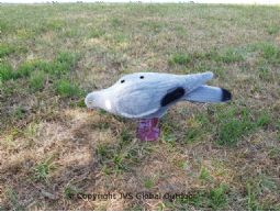 Pigeon feeding 38 flockt cm