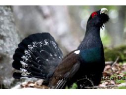 BIRD CALL COMMON CAPERCAILLIE No.39