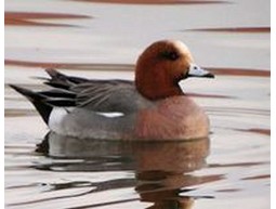 Eurasian wigeon