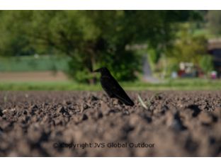 Decoy crow set XL